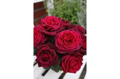 Красивая картинка розы графини дианы в формате png
