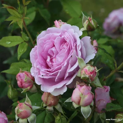 Фото розы графини дианы с привлекательной композицией