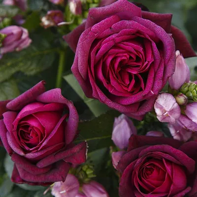 Изображение розы графини дианы в формате png