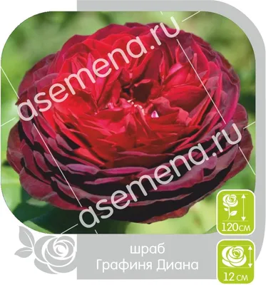 Роза графини дианы на красочном фото для загрузки
