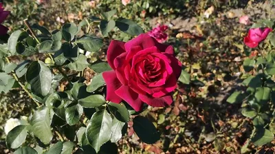 Роза графини дианы на реалистичном фото