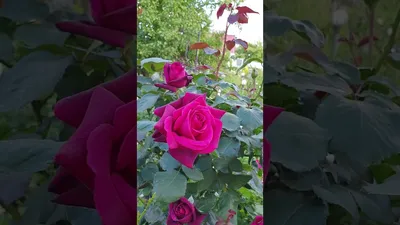 Картинка розы графини дианы с насыщенными цветами
