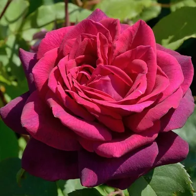 Изображение розы графини дианы в формате webp