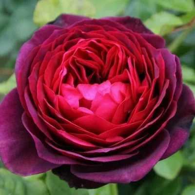 Красивая фотография розы графини дианы