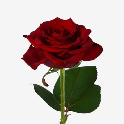 Красивое фото розы гран при в формате jpg