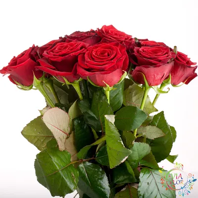 Фото розы гран при с яркими цветами