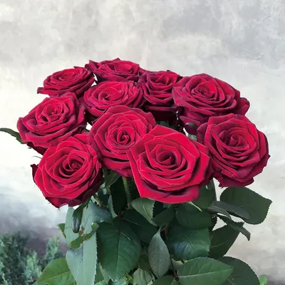 Фотография розы гран при, вдохновляющая на романтику