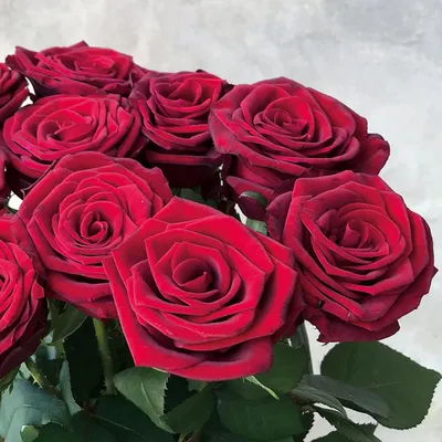 Фото розы гран при, добавляющее романтики в любое мероприятие