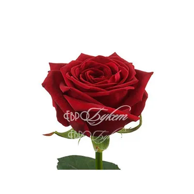 Прекрасная фотография розы гран при в png