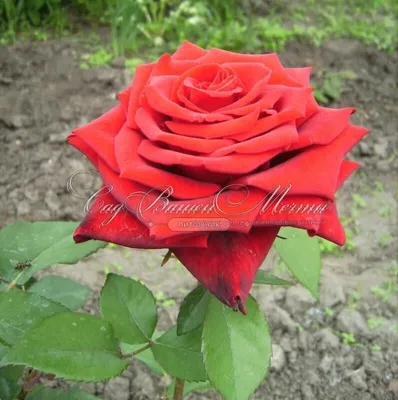 Вдохновляющая картина розы гран при в webp