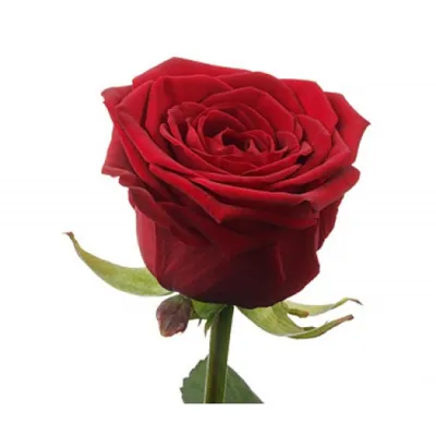 Красивая картинка розы гран при в webp