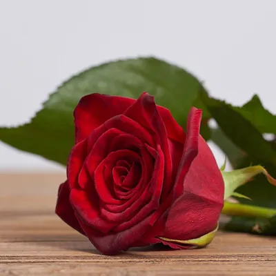 Фотография розы гран при для любителей цветов