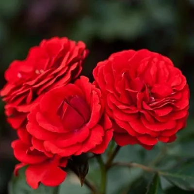 Уникальное фото гранатового браслета с розами для скачивания