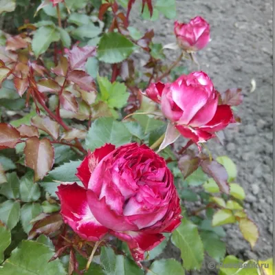 Загадочная картина розового браслета с розами