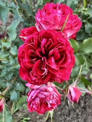 Чудесное фото гранатового браслета с розами