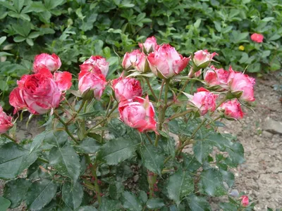 Прекрасная картинка розового браслета с изображением роз