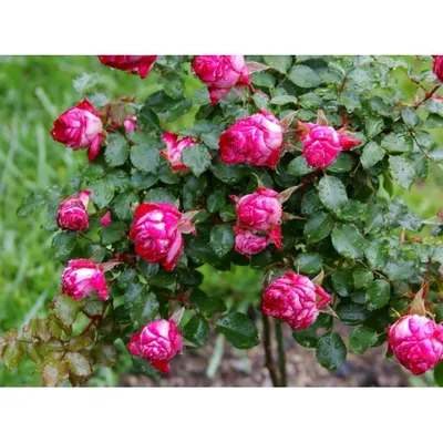 Замечательное изображение розового браслета с розами