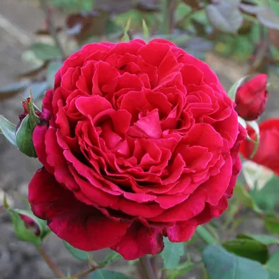 Искусная картинка розового браслета с изображением роз