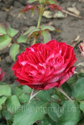 Фото прекрасного гранатового браслета с розами
