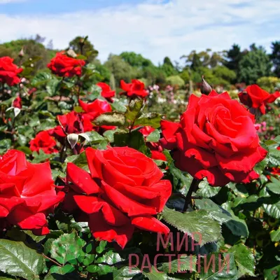 Роза гранд аморе: фото высокого качества в формате jpg