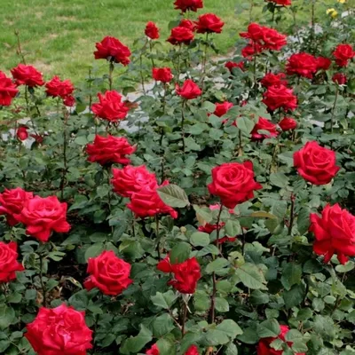 Изображение розы гранд аморе: выберите желаемый размер