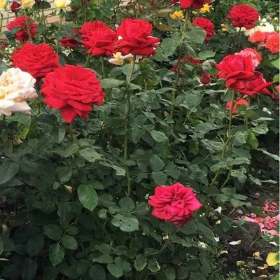 Фото розы гранд аморе: чудо природы в каждом пикселе
