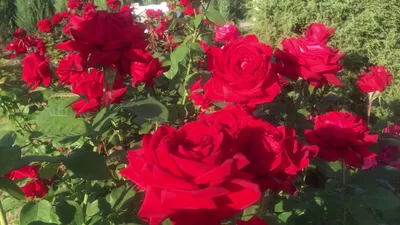 Фотка розы гранд аморе: воплощение элегантности и изящества