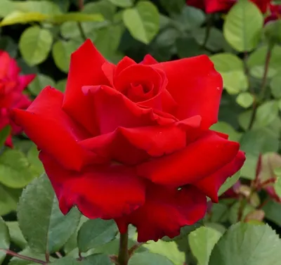 Роза гранд аморе: фото, захватывающее дух и восхищающее глаз