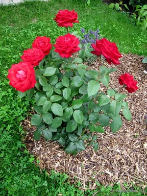 Изображение розы гранд аморе: выберите подходящий размер и формат