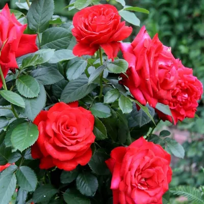 Фотография розы гранд аморе: прекрасное украшение для вашего дизайна