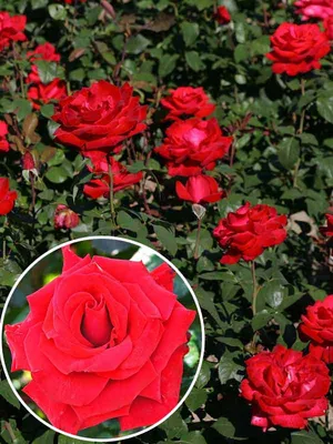 Фото розы гранд аморе: великолепие природы в каждом кадре