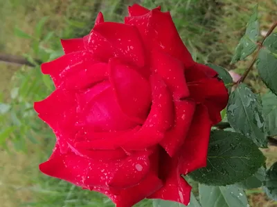 Изображение розы гранд аморе: сохраните красоту на фото