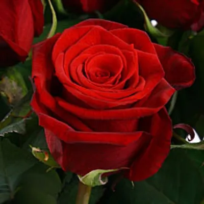 Скачать фото розы гранд аморе: роскошная декорация для вашего проекта