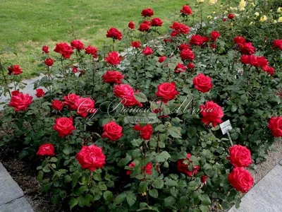 Фотография розы гранд аморе: прекрасное украшение для вашего дома