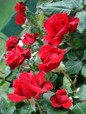 Фото розы гранд аморе в формате webp: оптимальное соотношение качества и размера