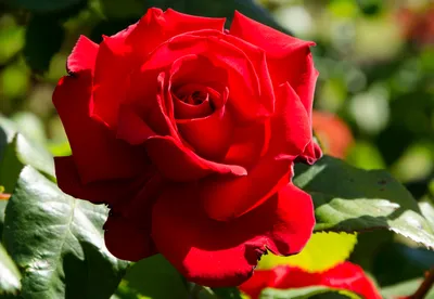 Фотка розы гранд аморе: великолепная красота в кадре