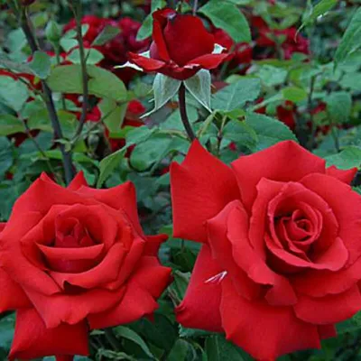 Изображение розы гранд аморе: выберите идеальный размер и формат