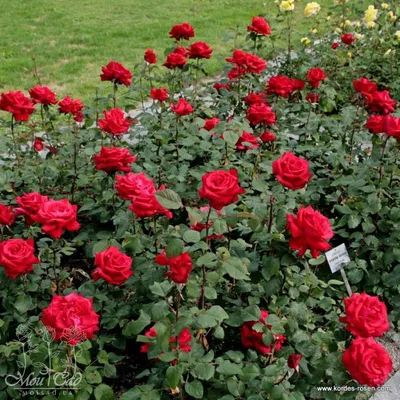 Изображение розы гранд аморе: сохраните прекрасные моменты на фото