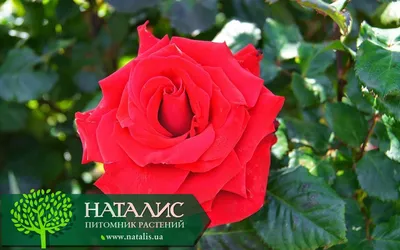 Фото розы гранд аморе: волнующая красота на вашем экране