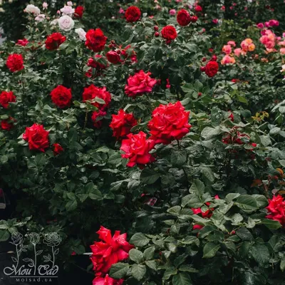 Изображение розы гранд аморе: сохраните прекрасные мгновения на фотографиях