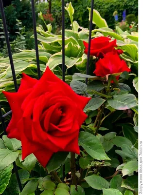 Фотка розы гранд аморе: воплощение элегантности и красоты в каждом пикселе