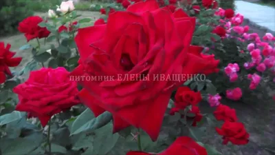 Роза гранд аморе: фото, которое олицетворяет изысканность и роскошь