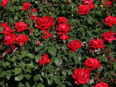 Фото розы гранд аморе в формате webp: оптимальное качество сжатия