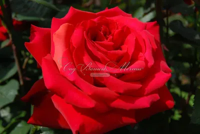 Фотка розы гранд аморе: красота, поражающая воображение