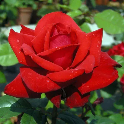 Роза гранд аморе: превосходное фото в различных форматах
