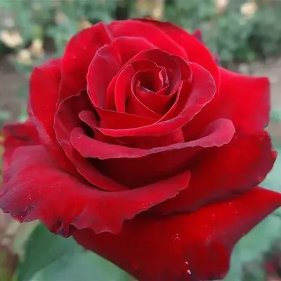 Фото розы гранд гала с прозрачным фоном в webp