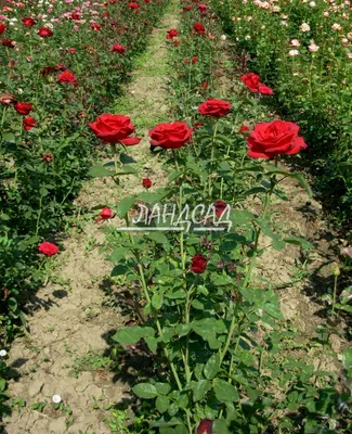 Изображение розы гранд гала в png для скачивания
