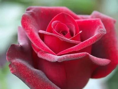 Роза гранд гала: возможные размеры изображения