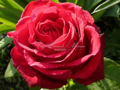 Фотка розы гранд гала в высоком разрешении