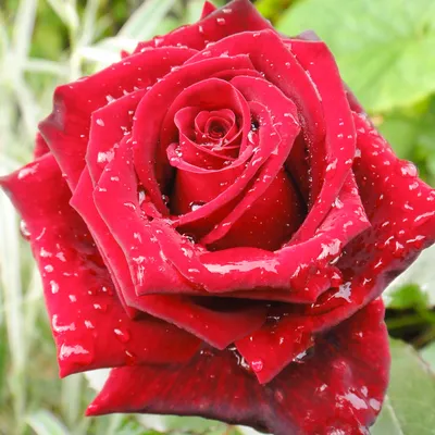 Изображение розы гранд гала в форматах jpg и png